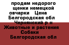 продам недорого щенки немецкой овчарки › Цена ­ 2 - Белгородская обл., Чернянский р-н Животные и растения » Собаки   . Белгородская обл.